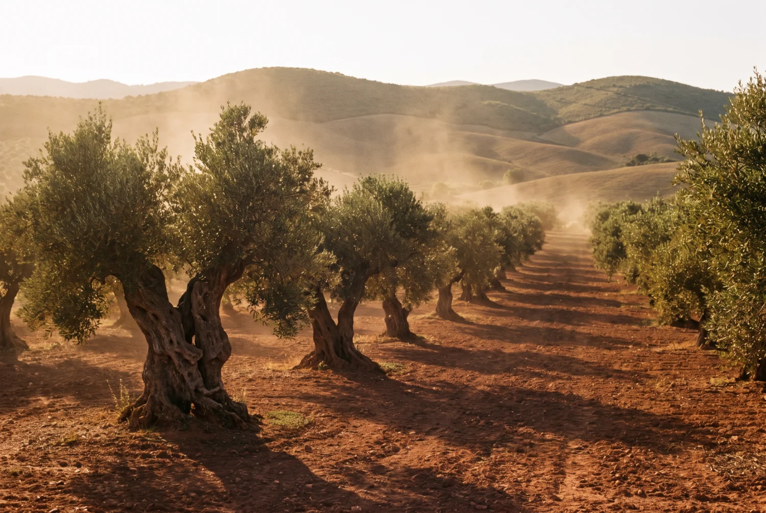 Olivar centenario al atardecer con hileras de olivos sobre tierra roja